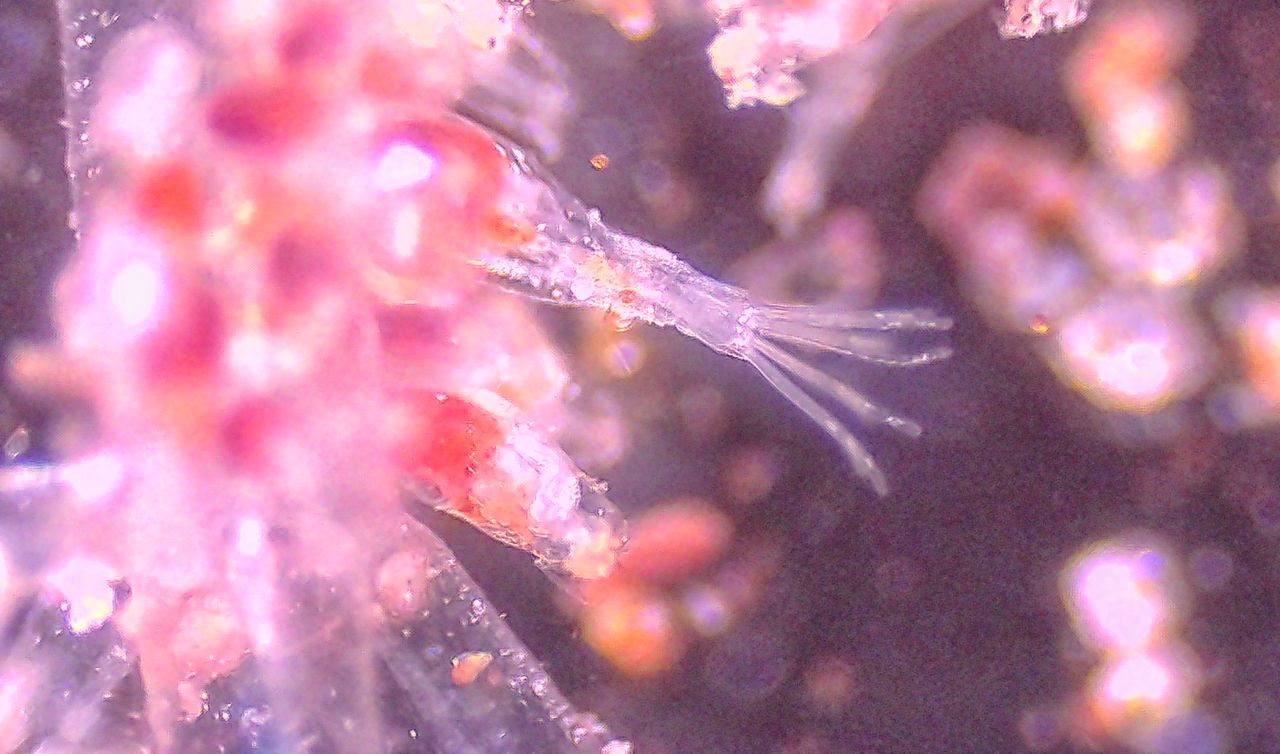 L''alieno trasparente delle nostre coste: l'' Amathia verticillata